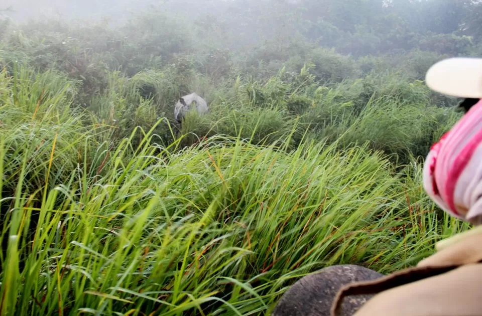 Photo of A Trip to Kaziranga National Park and Majuli- the World's biggest River Island by kritidipta Lahkar