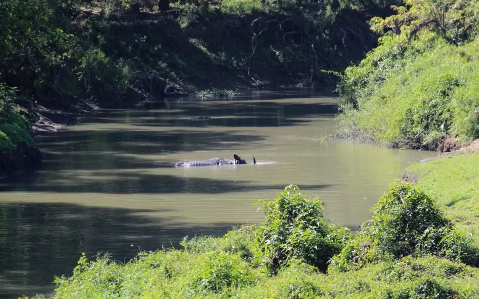 Photo of A Trip to Kaziranga National Park and Majuli- the World's biggest River Island by kritidipta Lahkar