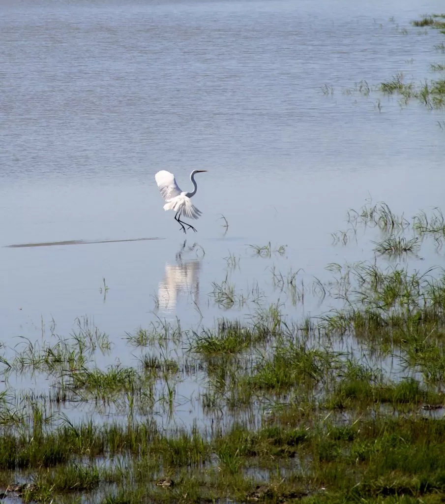 Photo of A Trip to Kaziranga National Park and Majuli- the World's biggest River Island by kritidipta Lahkar