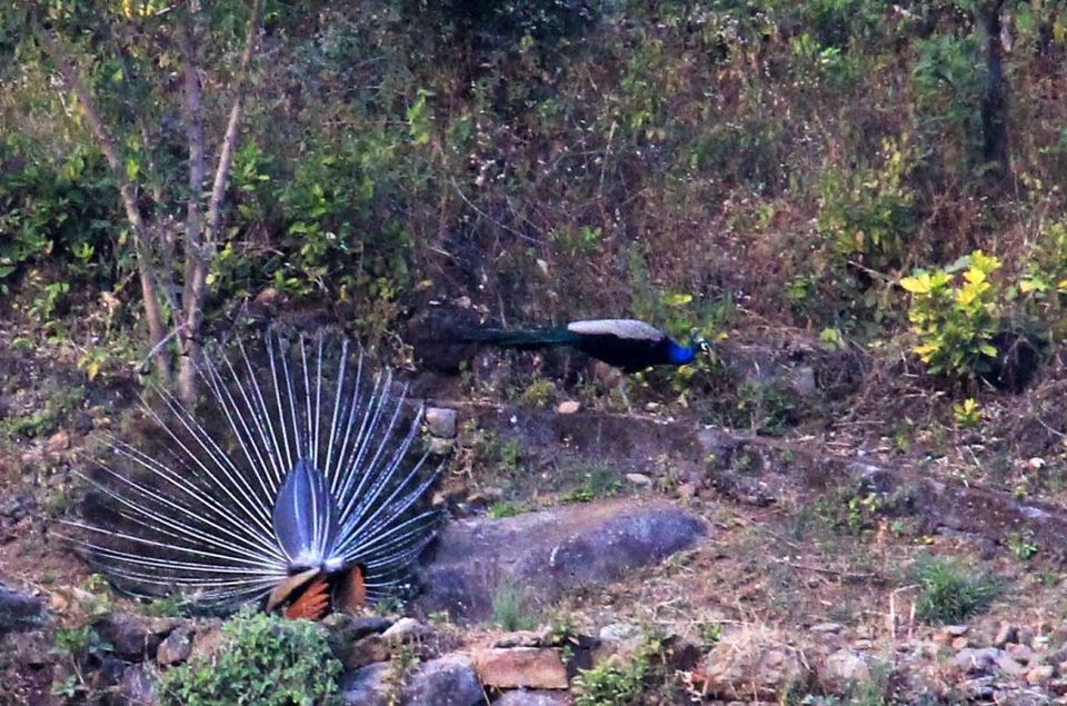 Photo of Camping near Jim Corbett National park | Local Food and Adventure Trip by kritidipta Lahkar