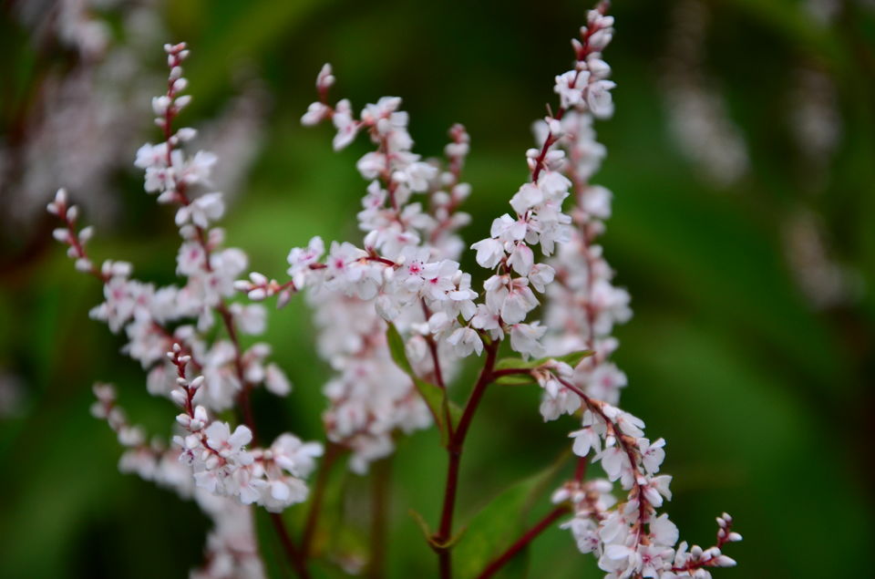 Photo of The Valley of Flowers and Hemkund Sahib Trek: A revitalizing experience 16/27 by Saksham Chopra