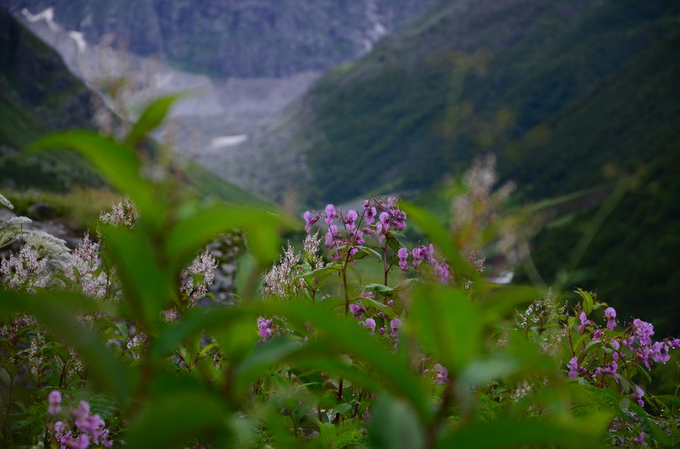 Photo of The Valley of Flowers and Hemkund Sahib Trek: A revitalizing experience 17/27 by Saksham Chopra