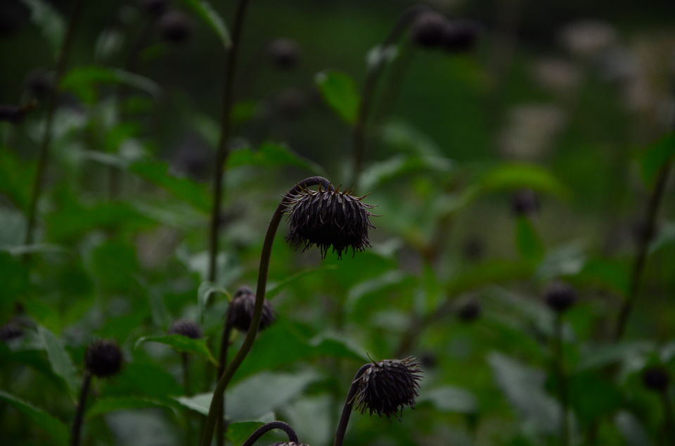 Photo of The Valley of Flowers and Hemkund Sahib Trek: A revitalizing experience 18/27 by Saksham Chopra