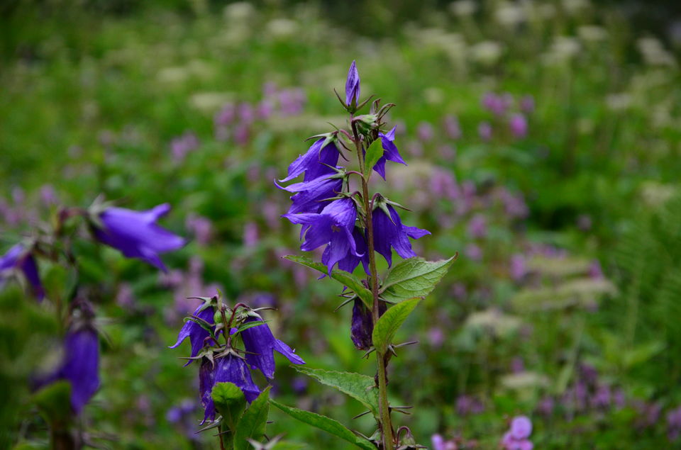 Photo of The Valley of Flowers and Hemkund Sahib Trek: A revitalizing experience 19/27 by Saksham Chopra