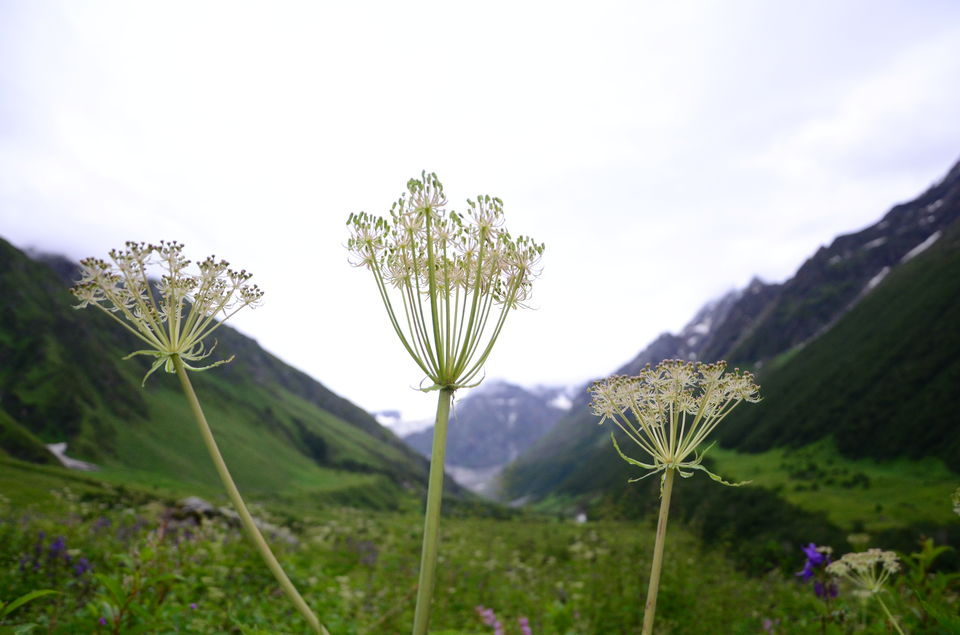 Photo of The Valley of Flowers and Hemkund Sahib Trek: A revitalizing experience 20/27 by Saksham Chopra