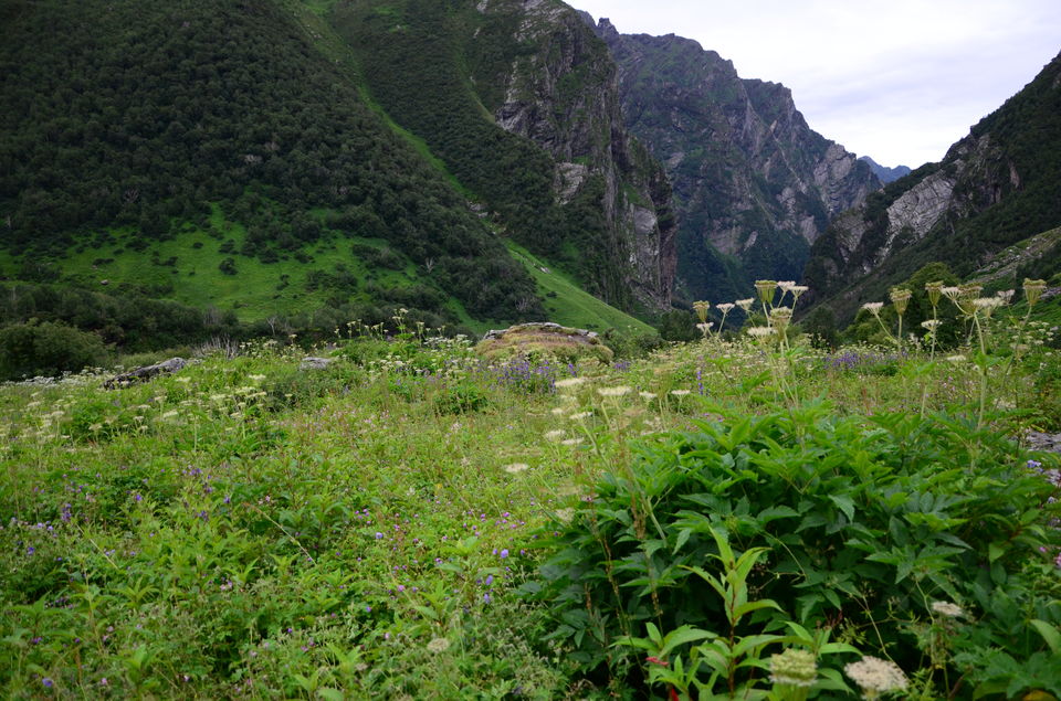 Photo of The Valley of Flowers and Hemkund Sahib Trek: A revitalizing experience 21/27 by Saksham Chopra