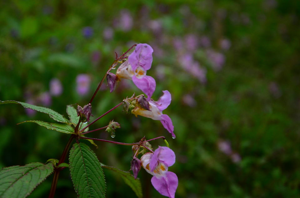 Photo of The Valley of Flowers and Hemkund Sahib Trek: A revitalizing experience 22/27 by Saksham Chopra