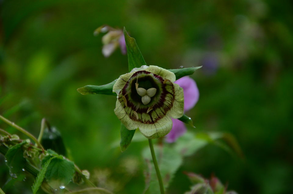 Photo of The Valley of Flowers and Hemkund Sahib Trek: A revitalizing experience 23/27 by Saksham Chopra
