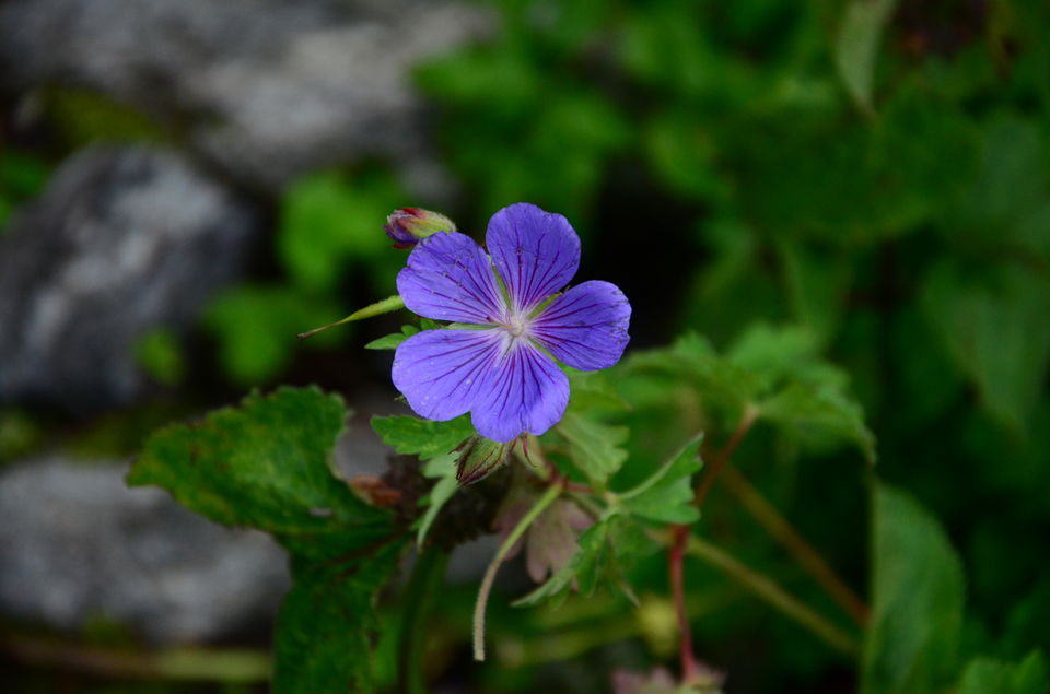 Photo of The Valley of Flowers and Hemkund Sahib Trek: A revitalizing experience 24/27 by Saksham Chopra