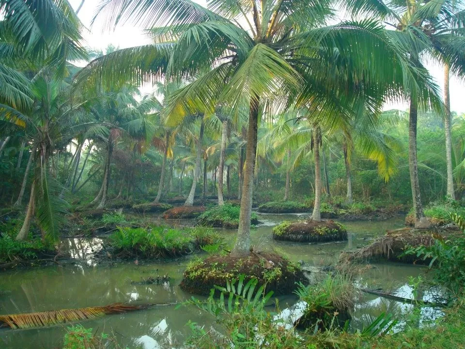 Photo of Kumbalangi, Kochi, Kerala, India by Nisha Harbola