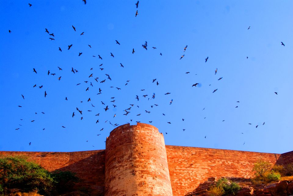 Photo of Jodhpur & Jaisalmer, Rajasthan 5/13 by Nisha Harbola
