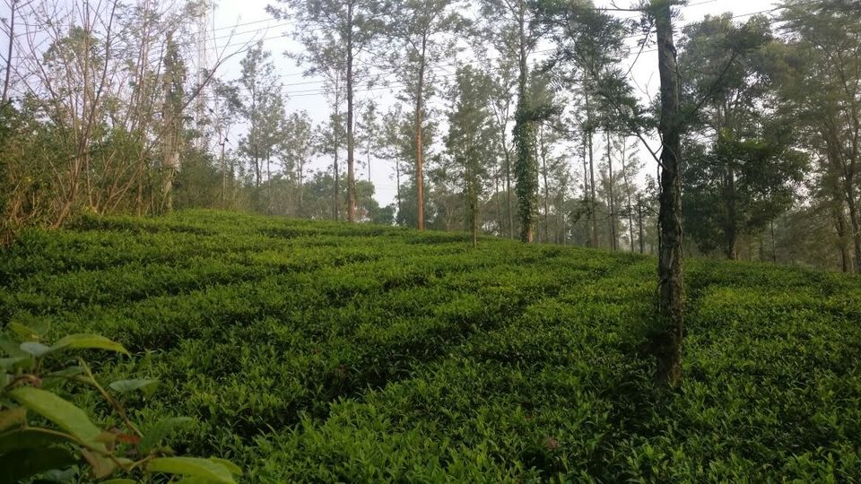 Photo of Wayanad, Kerala 6/7 by Nisha Lalwani