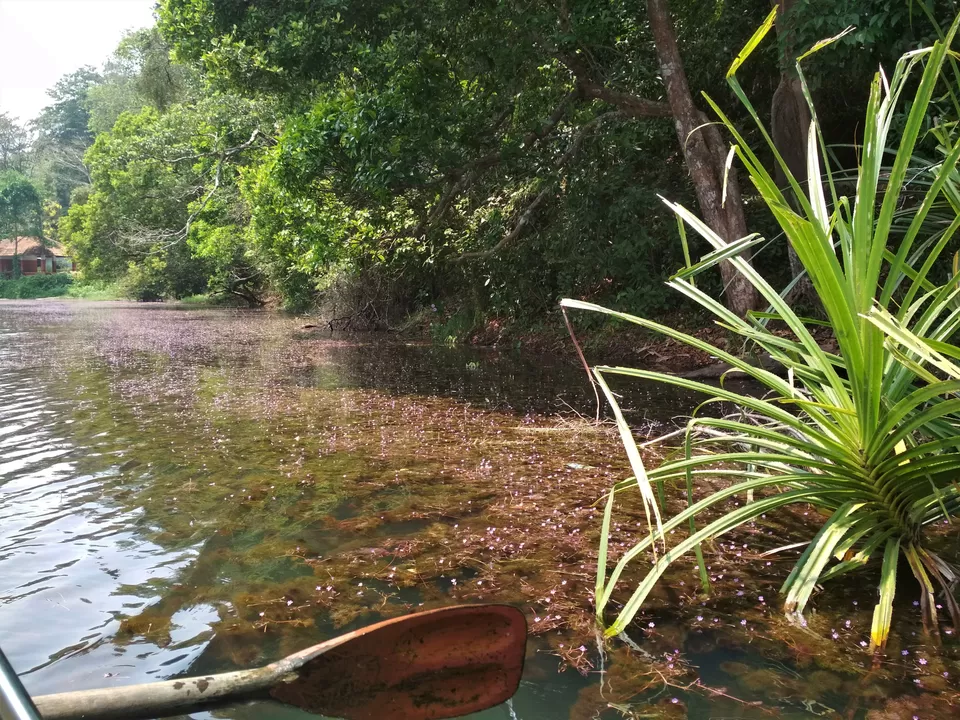 Photo of Pookode Lake, Pookode, Kerala by Nisha Harbola
