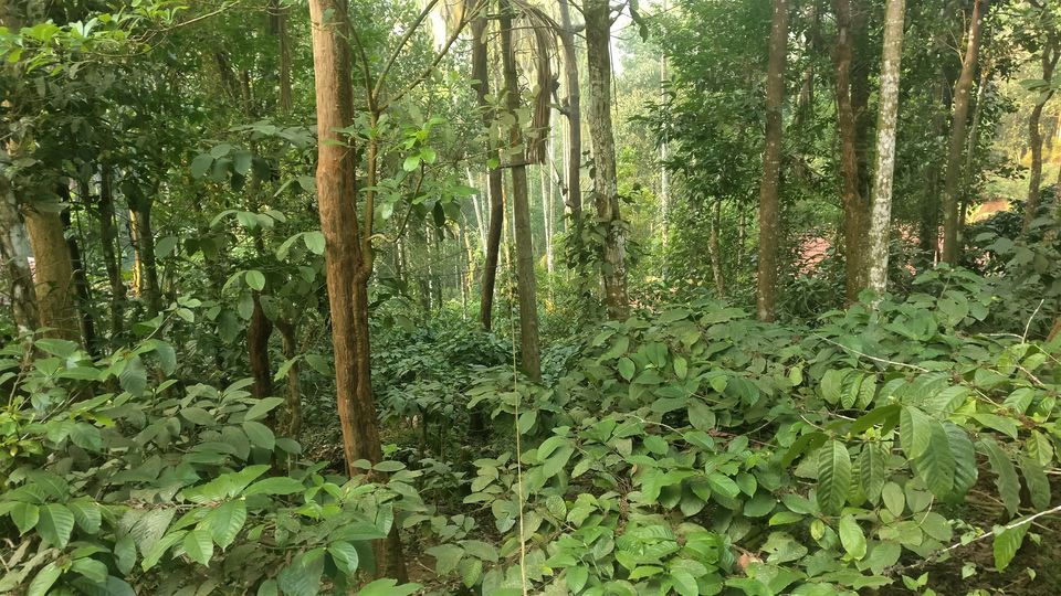 Photo of Wayanad, Kerala 3/7 by Nisha Lalwani