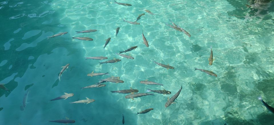 Photo of Bandos, Maldives by Nisha Harbola