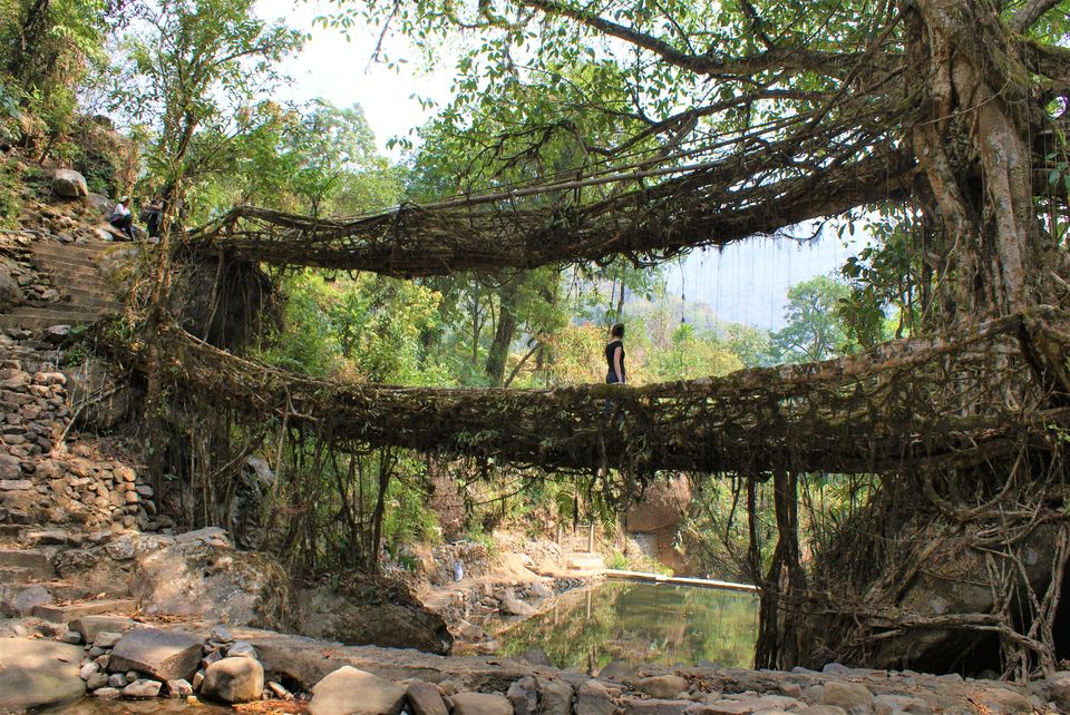 Hiking trail to the living root-tree-bridges of Meghalaya - Tripoto