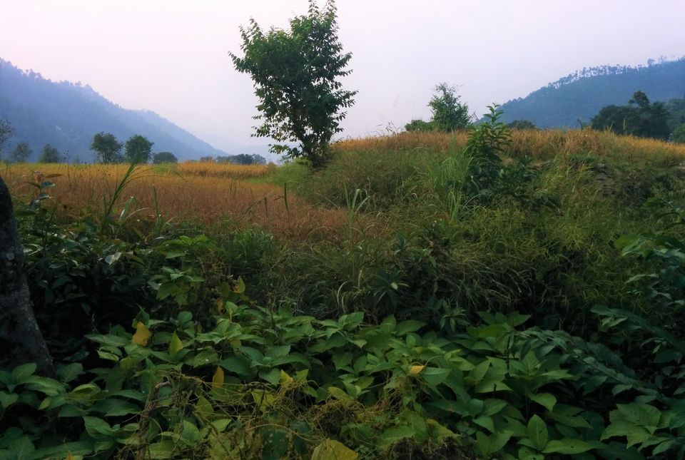 Photo of Wanna Go For A Weekend Trek From Delhi? - Maybe This Is For You! 5/6 by Nisha Harbola