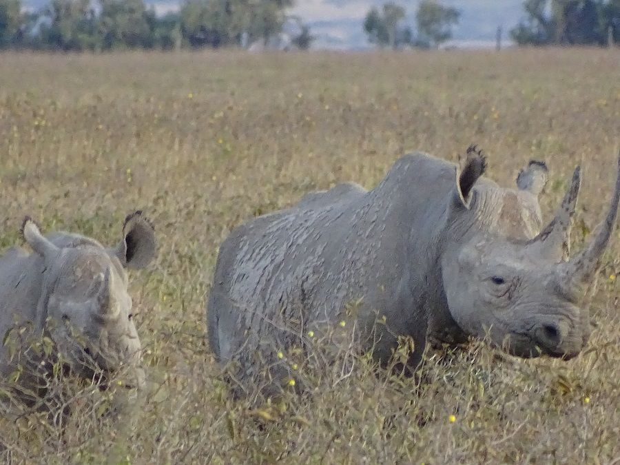 Photo of Nairobi National Park, Nairobi, Kenya by Josphat Mwema