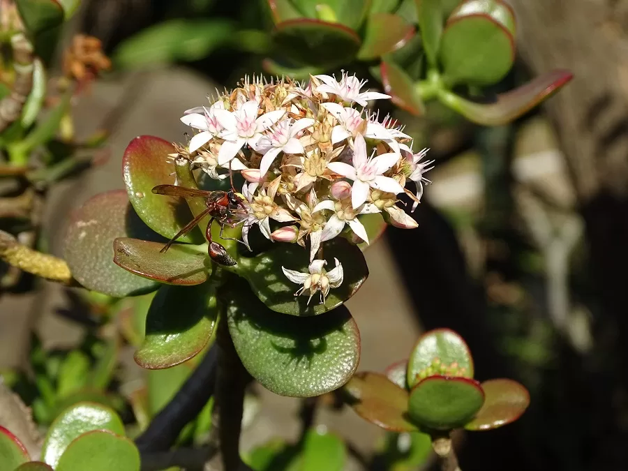Photo of Masai Mara National Reserve, Narok County, Kenya by Josphat Mwema