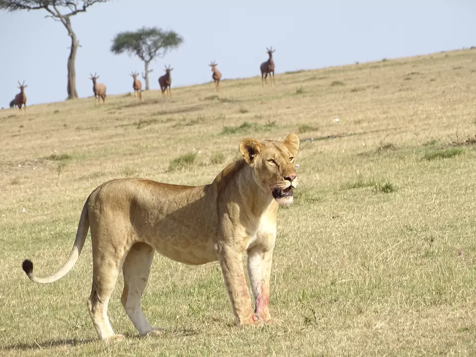 Photo of Masai Mara National Reserve, Narok County, Kenya by Josphat Mwema