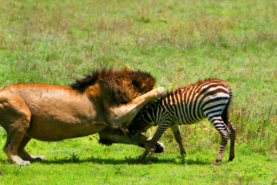 Photo of Amboseli National Park, Kajiado County, Kenya by Josphat Mwema