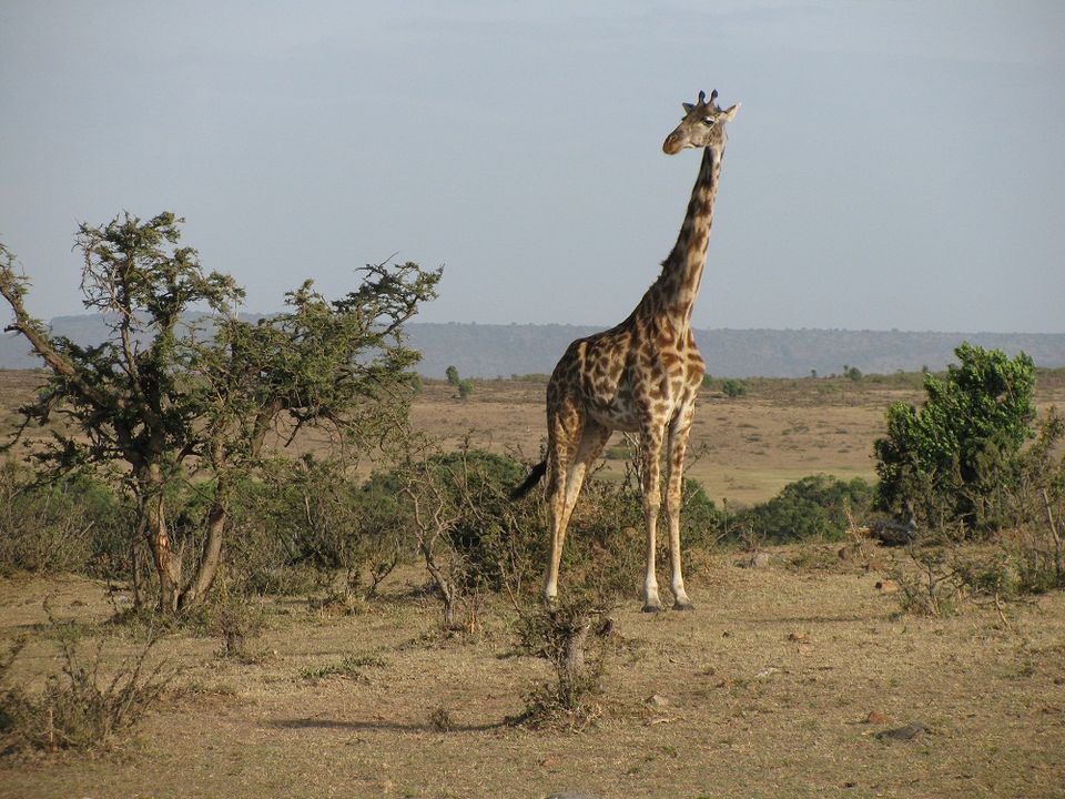 Photo of Amboseli National Park, Kajiado County, Kenya by Josphat Mwema