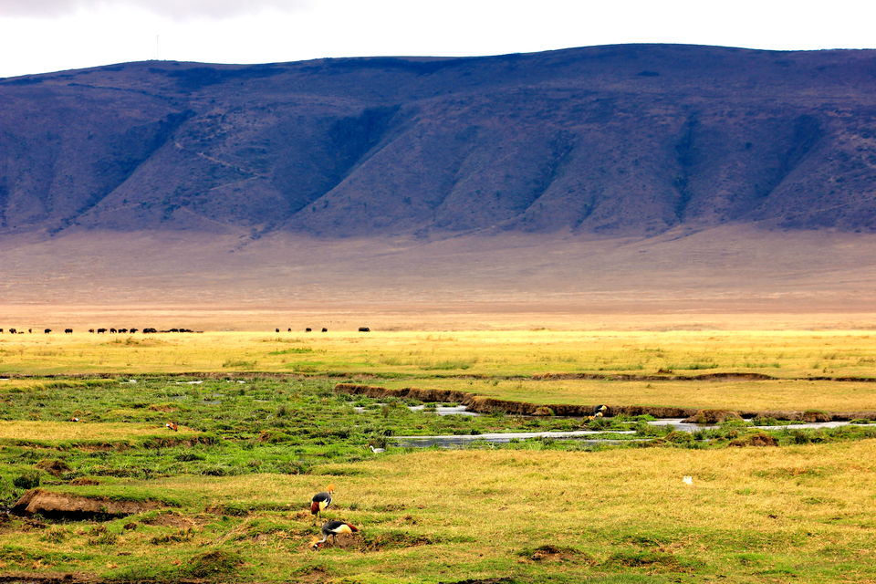 Photo of Masai Mara National Reserve, Narok County, Kenya by Josphat Mwema