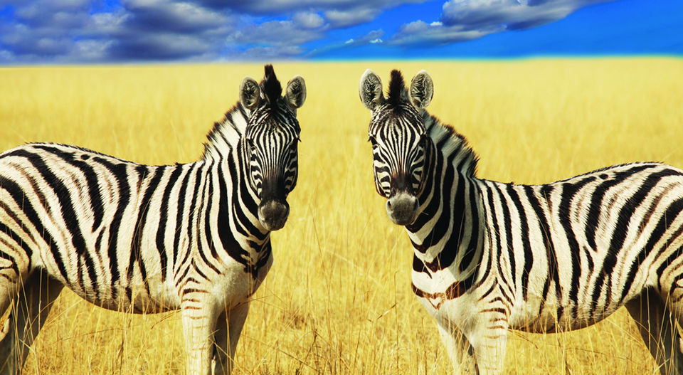 Photo of 11 Days10 Nights Classic Kenya Luxury Safari 1/2 by Josphat Mwema