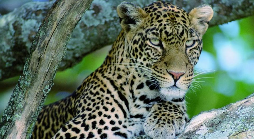 Photo of 11 Days10 Nights Classic Kenya Luxury Safari 2/2 by Josphat Mwema
