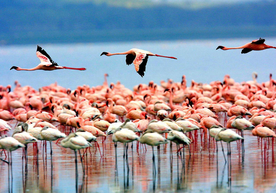 Photo of Lake Nakuru National Park: Full-Day Tour 1/1 by Josphat Mwema