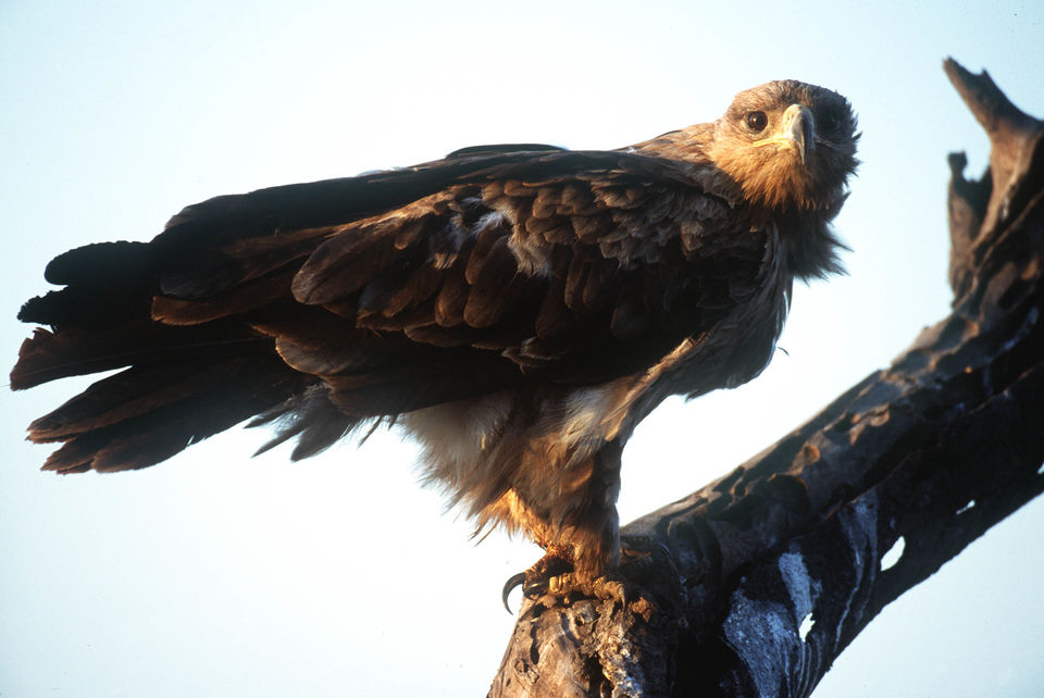 Photo of Bird Watchers Paradise Safari 1/2 by Josphat Mwema