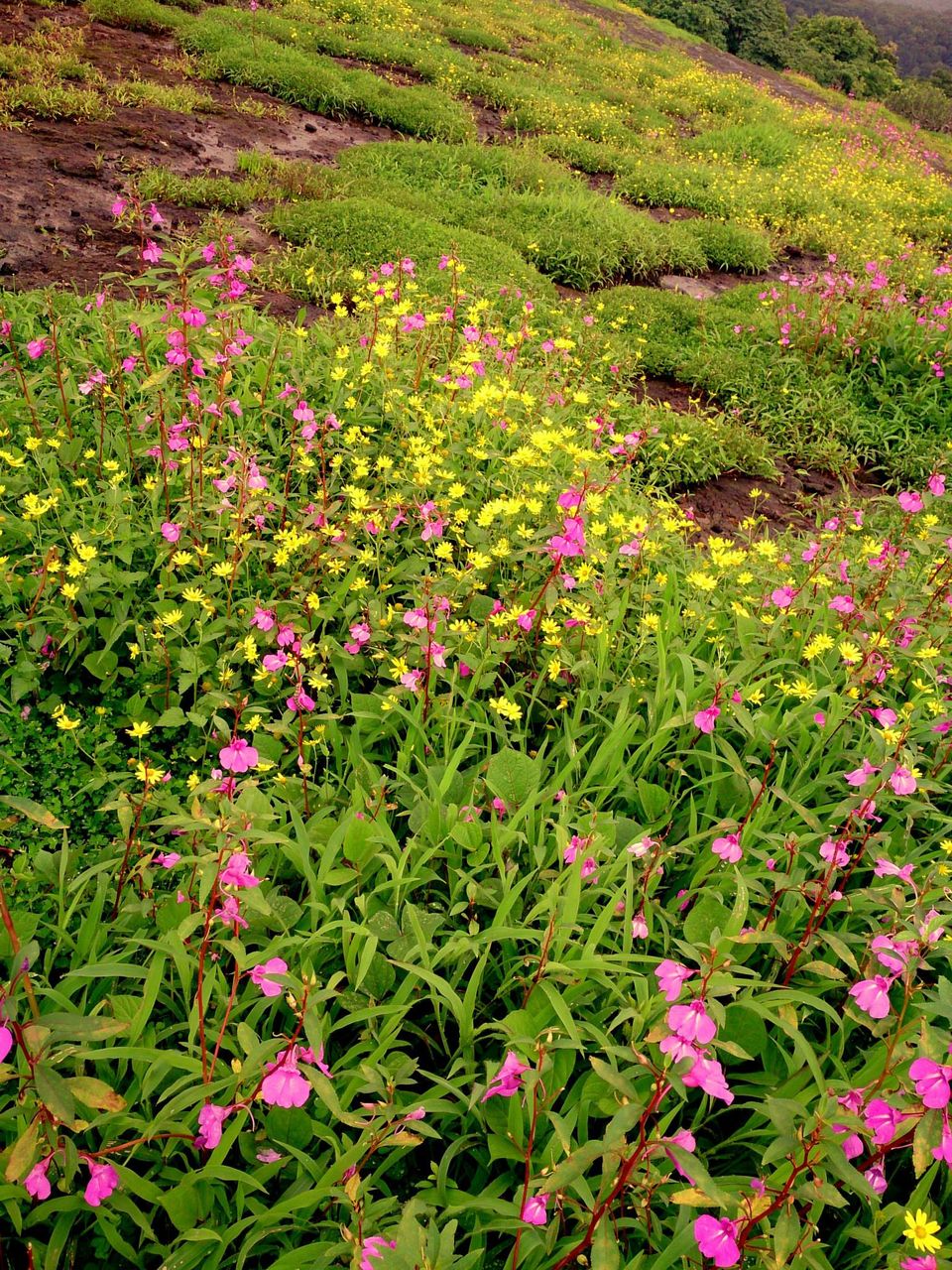 Photo of Jambhulmal, Sanjay Gandhi National Park, 18th August 2013 by Winnie Karnik