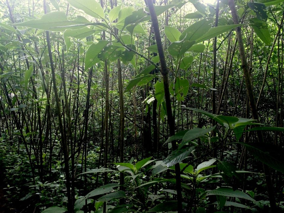 Photo of Jambhulmal, Sanjay Gandhi National Park, 18th August 2013 by Winnie Karnik