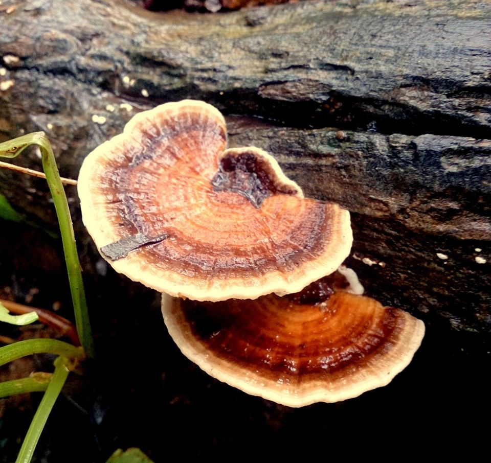 Photo of Jambhulmal, Sanjay Gandhi National Park, 18th August 2013 by Winnie Karnik