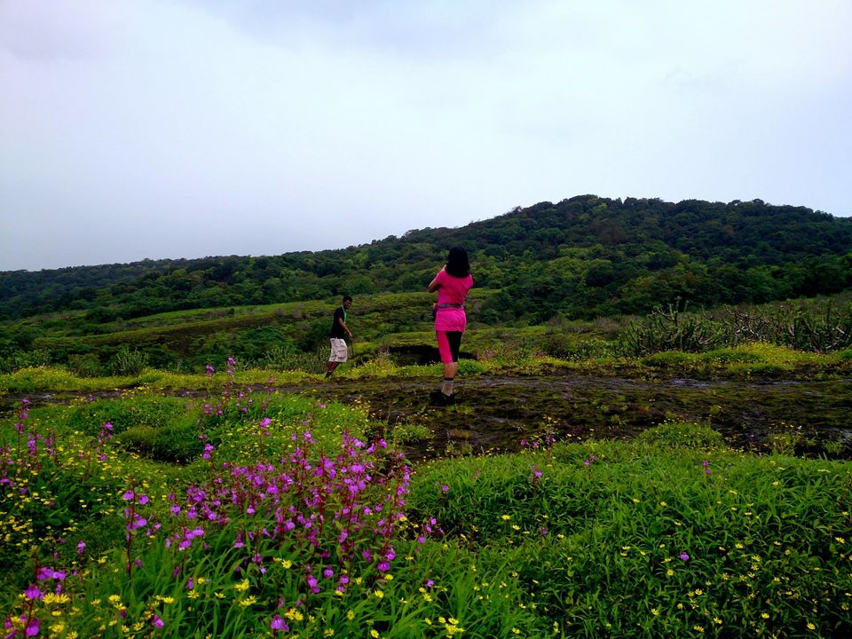 Photo of Jambhulmal, Sanjay Gandhi National Park, 18th August 2013 by Winnie Karnik