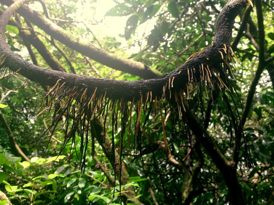 Photo of Jambhulmal, Sanjay Gandhi National Park, 18th August 2013 by Winnie Karnik