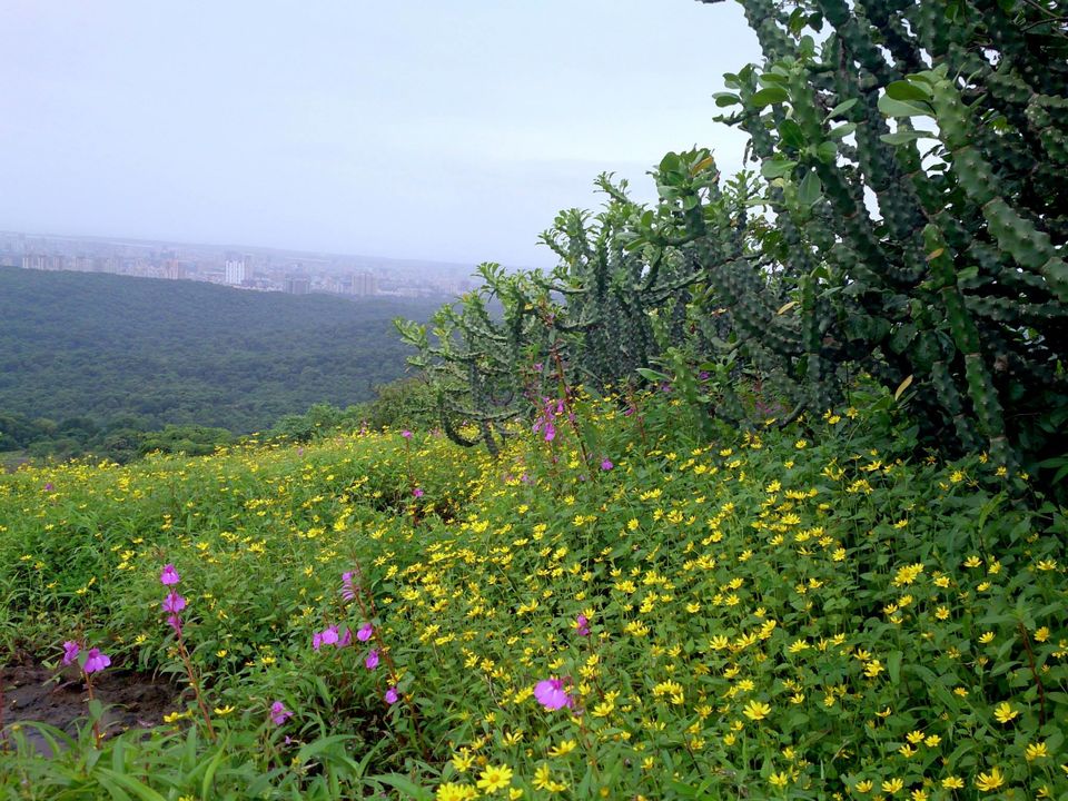 Photo of Jambhulmal, Sanjay Gandhi National Park, 18th August 2013 by Winnie Karnik