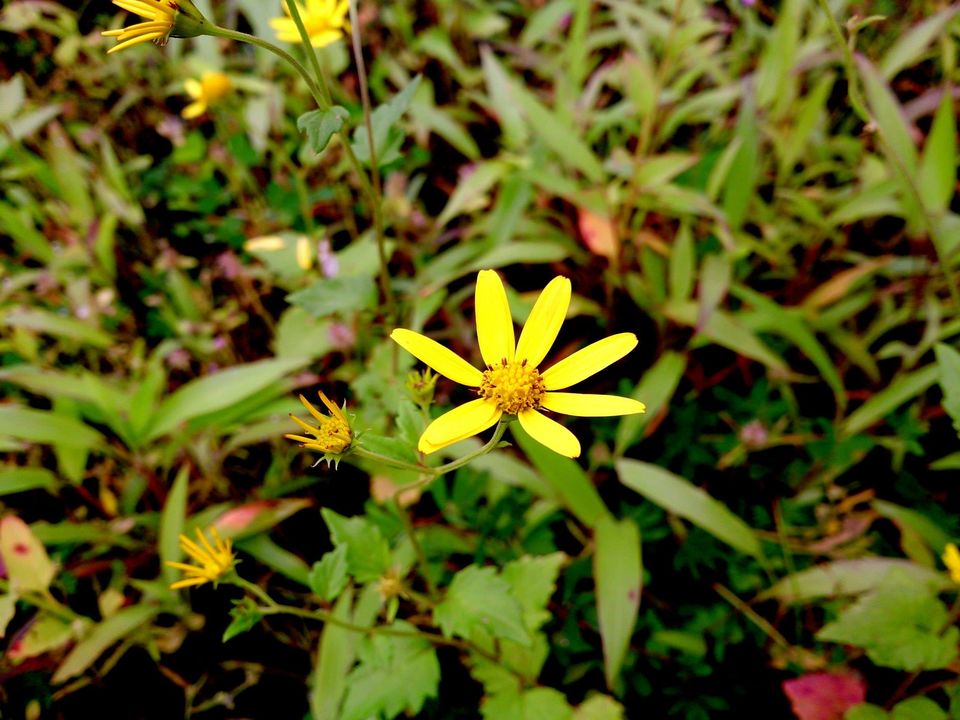 Photo of Jambhulmal, Sanjay Gandhi National Park, 18th August 2013 by Winnie Karnik