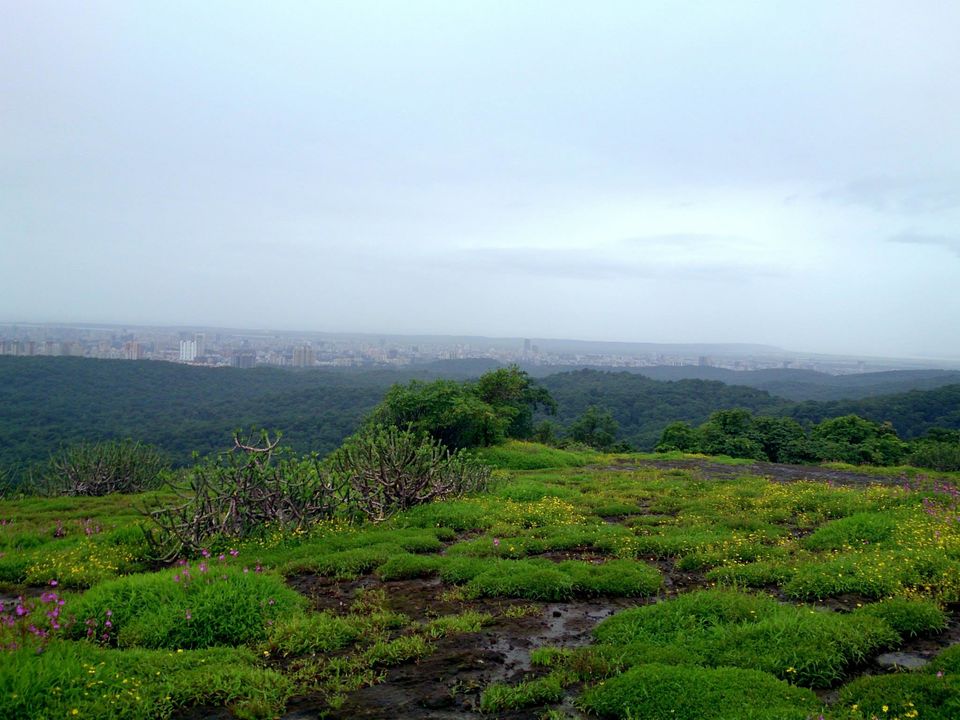 Photo of Jambhulmal, Sanjay Gandhi National Park, 18th August 2013 by Winnie Karnik