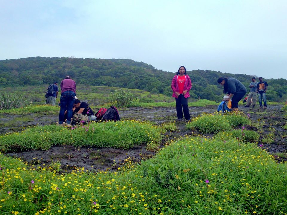 Photo of Jambhulmal, Sanjay Gandhi National Park, 18th August 2013 by Winnie Karnik