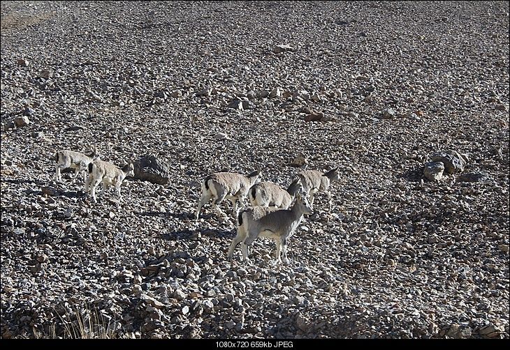 Photo of Leh Manali Hy, Leh Manali Highway, Burwa, Himachal Pradesh, India by Shreyas Macwan