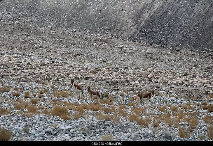 Photo of Pangong Lake by Shreyas Macwan