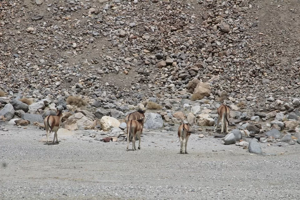 Photo of Chang La Pass by Shreyas Macwan