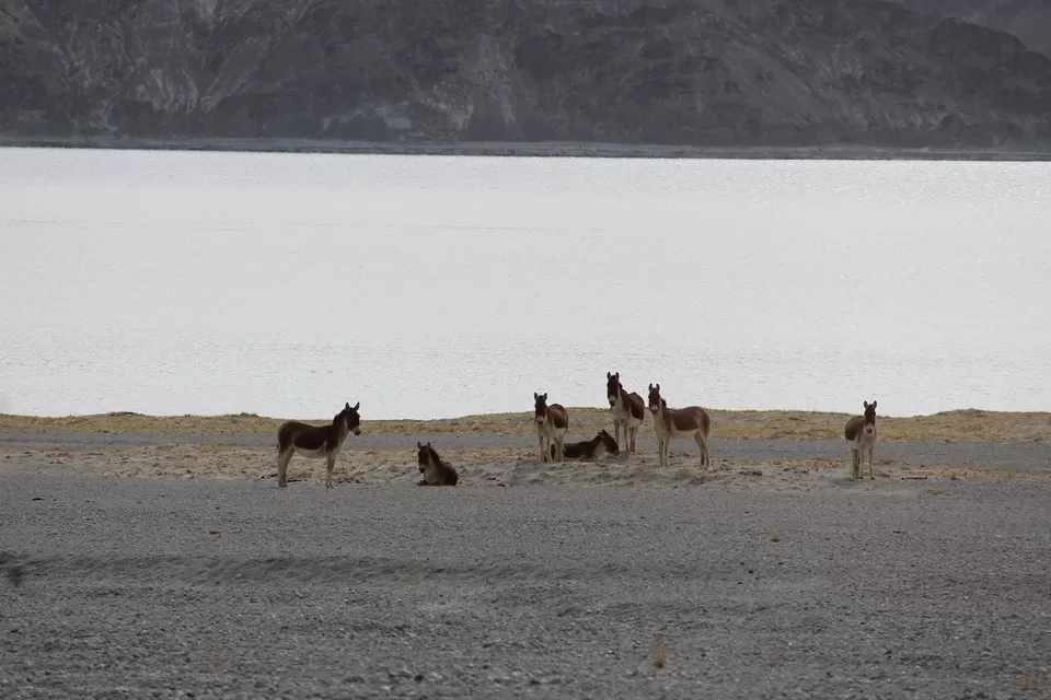 Photo of Pangong Lake by Shreyas Macwan