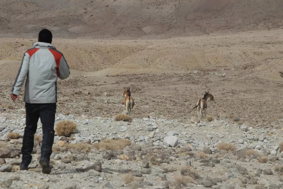 Photo of Ladakh: Four Idiots & One XUV500: Part-5. (Merak/Pangong Tso to Karzok/ Tso Moriri) by Shreyas Macwan
