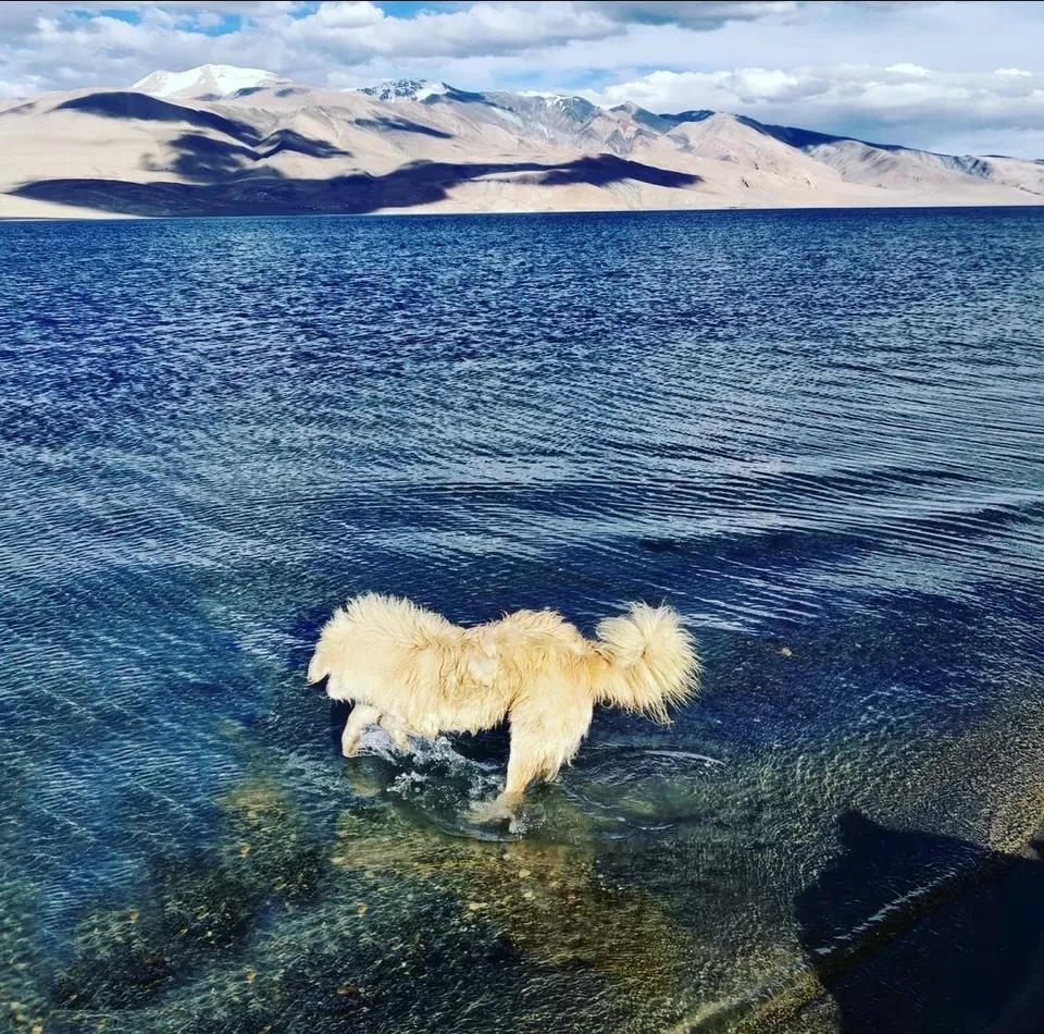 Photo of Tsomoriri by Sheetal Bilewar