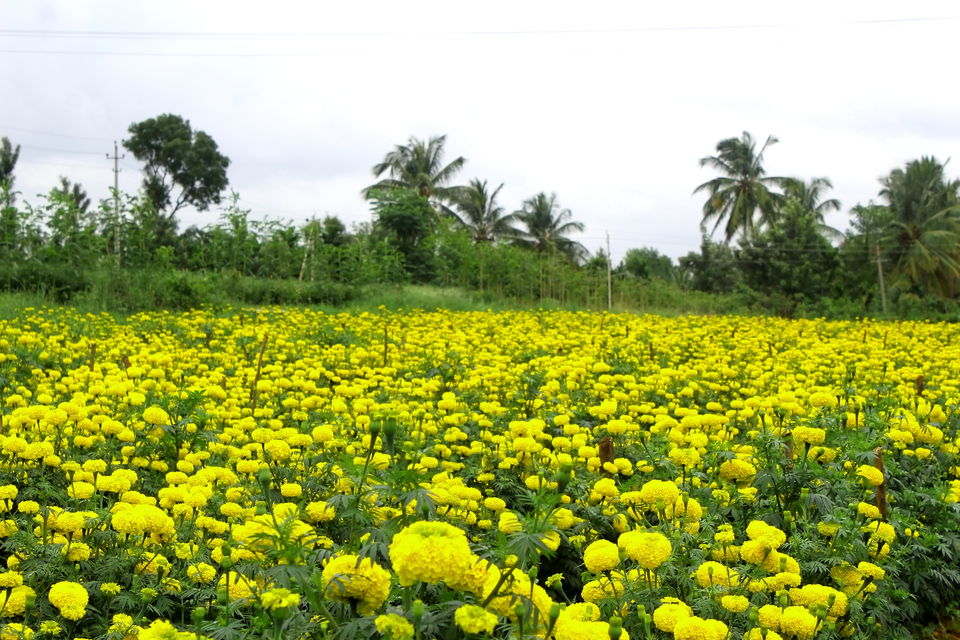 Photo of Devarayanadurga Hills, Devarayana Durga, Karnataka, India by Rakesh Chilumuru