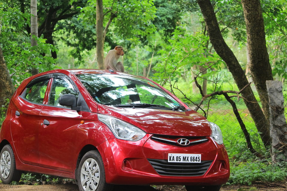 Photo of Post Monsoon Drive to DD Hills (Devarayana Durga Hills) by Rakesh Chilumuru
