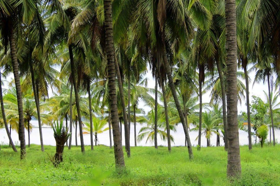 Photo of Bangalore, Karnataka, India by Rakesh Chilumuru
