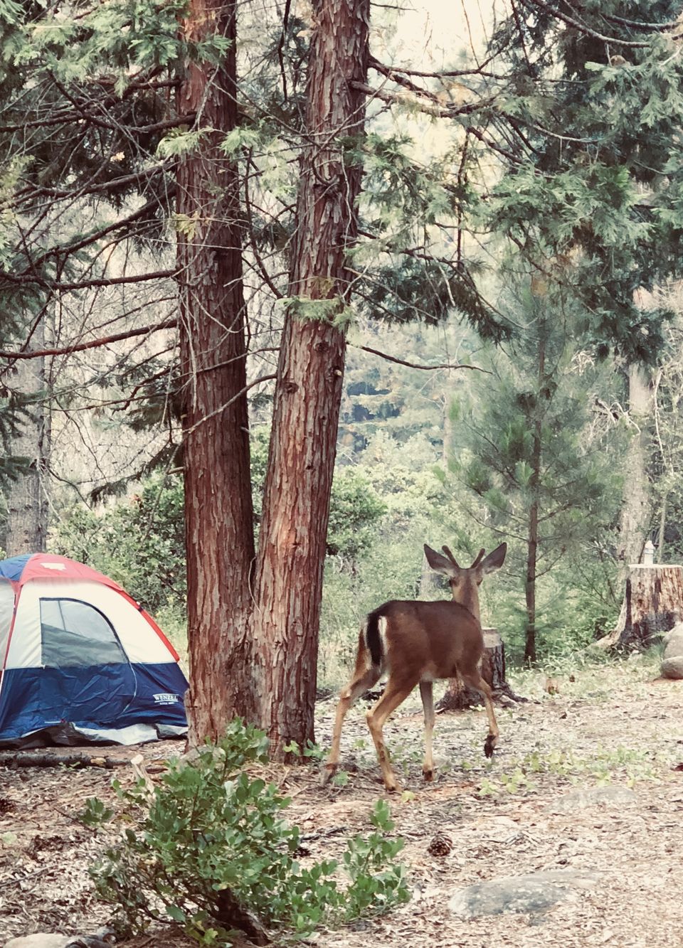 Photo of Mount Shasta: Weekend nature retreat 11/21 by Madhura Raut